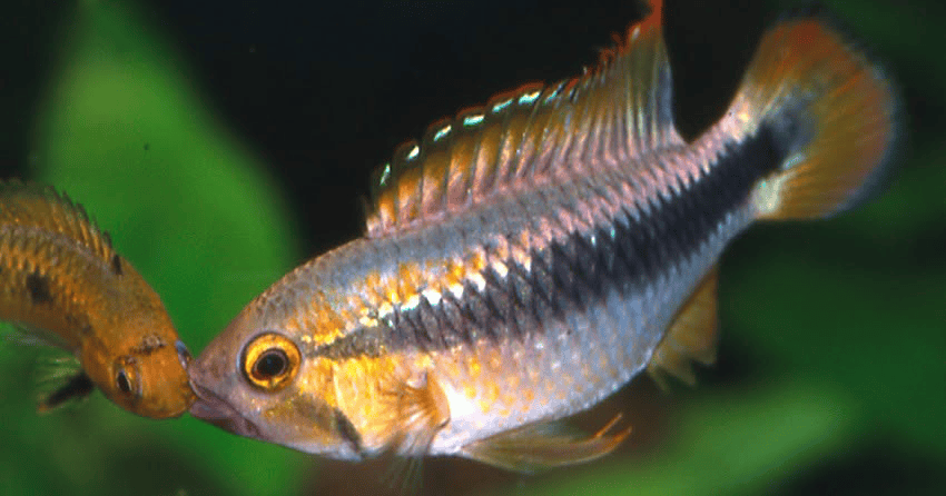Apistogramma sp. „Wilhelmi“