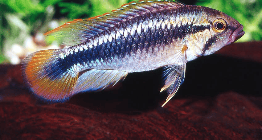 Apistogramma sp. „Wilhelmi“