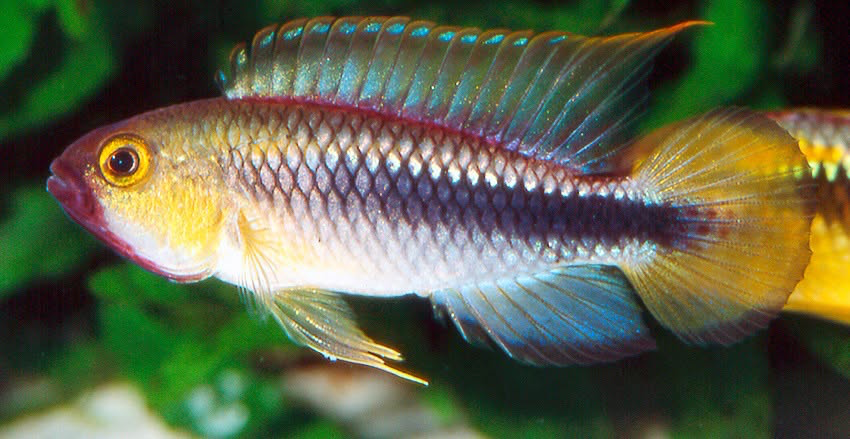 Apistogramma sp. „Wilhelmi“