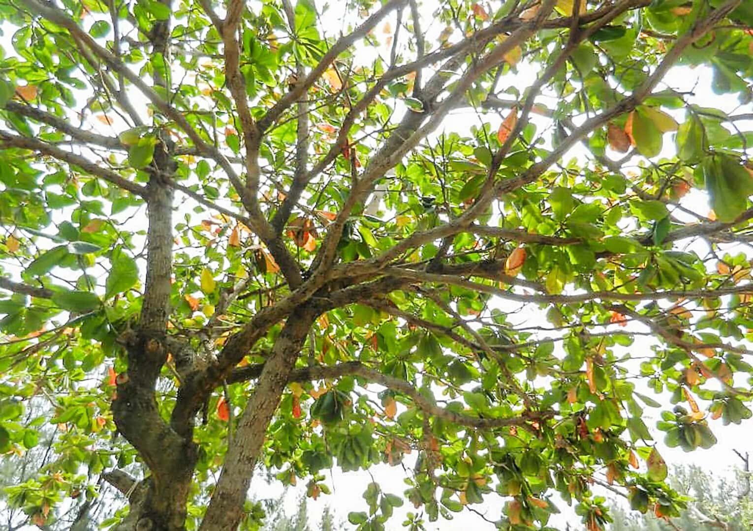 Erntereife Blätter am Baum