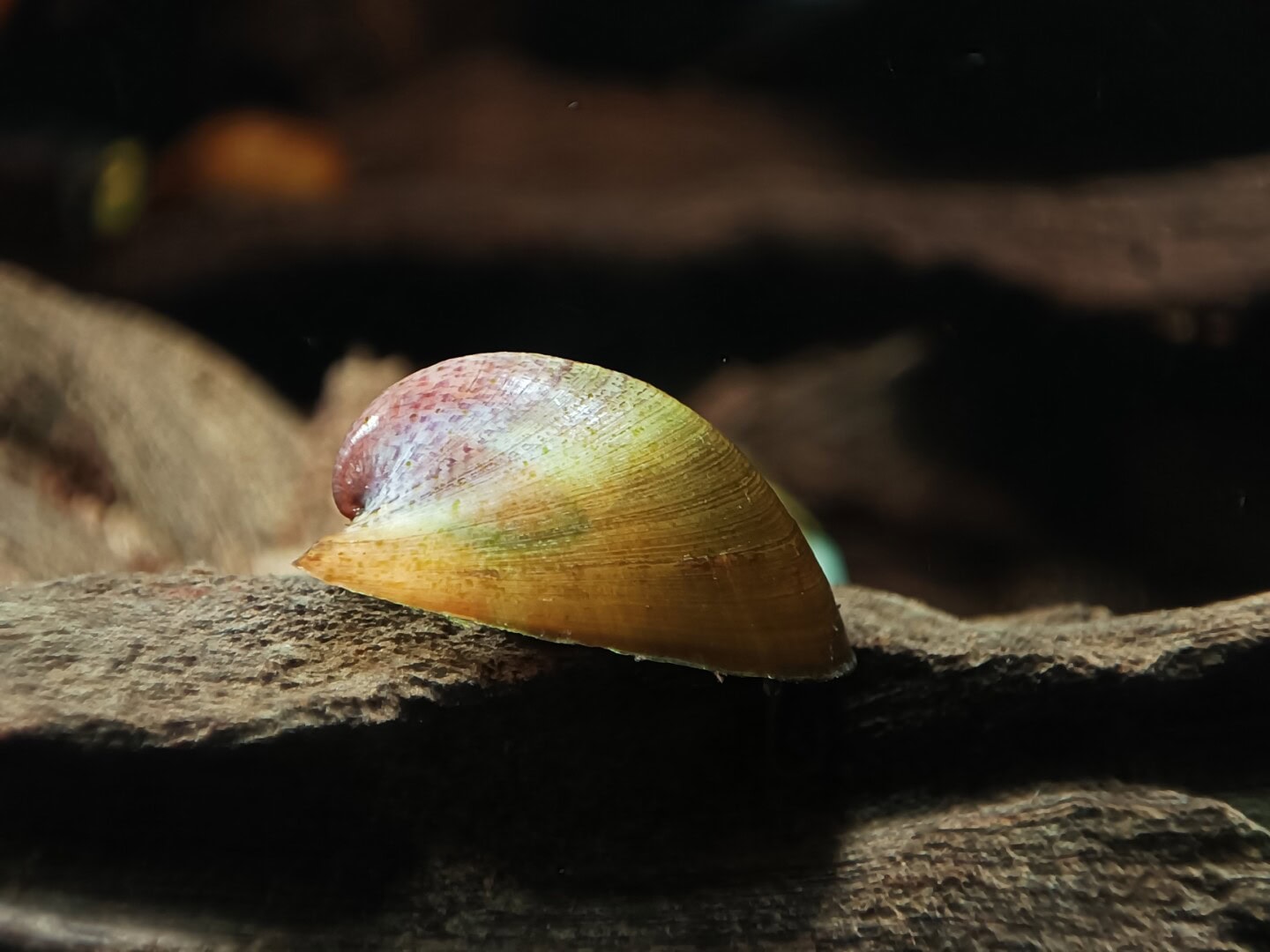 CAR2026 02 200 Batmanschnecke 02 Neripteron auriculatum gibt es in verschiedenen Farbschattierungen. Foto: Daniel Birnbaum