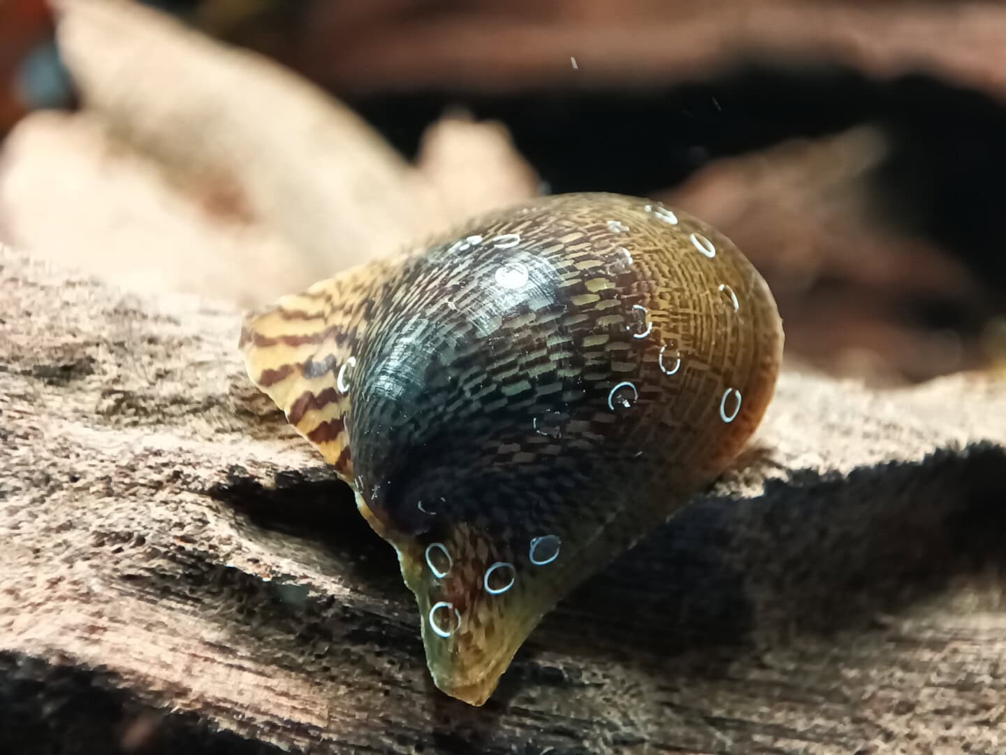 CAR2026 02 200 Batmanschnecke 03 Wie die meisten Neritiden legen Batmanschnecken ihre Eikokons gerne auf den Gehäusen anderer Schnecken ab. Foto: Daniel Birnbaum
