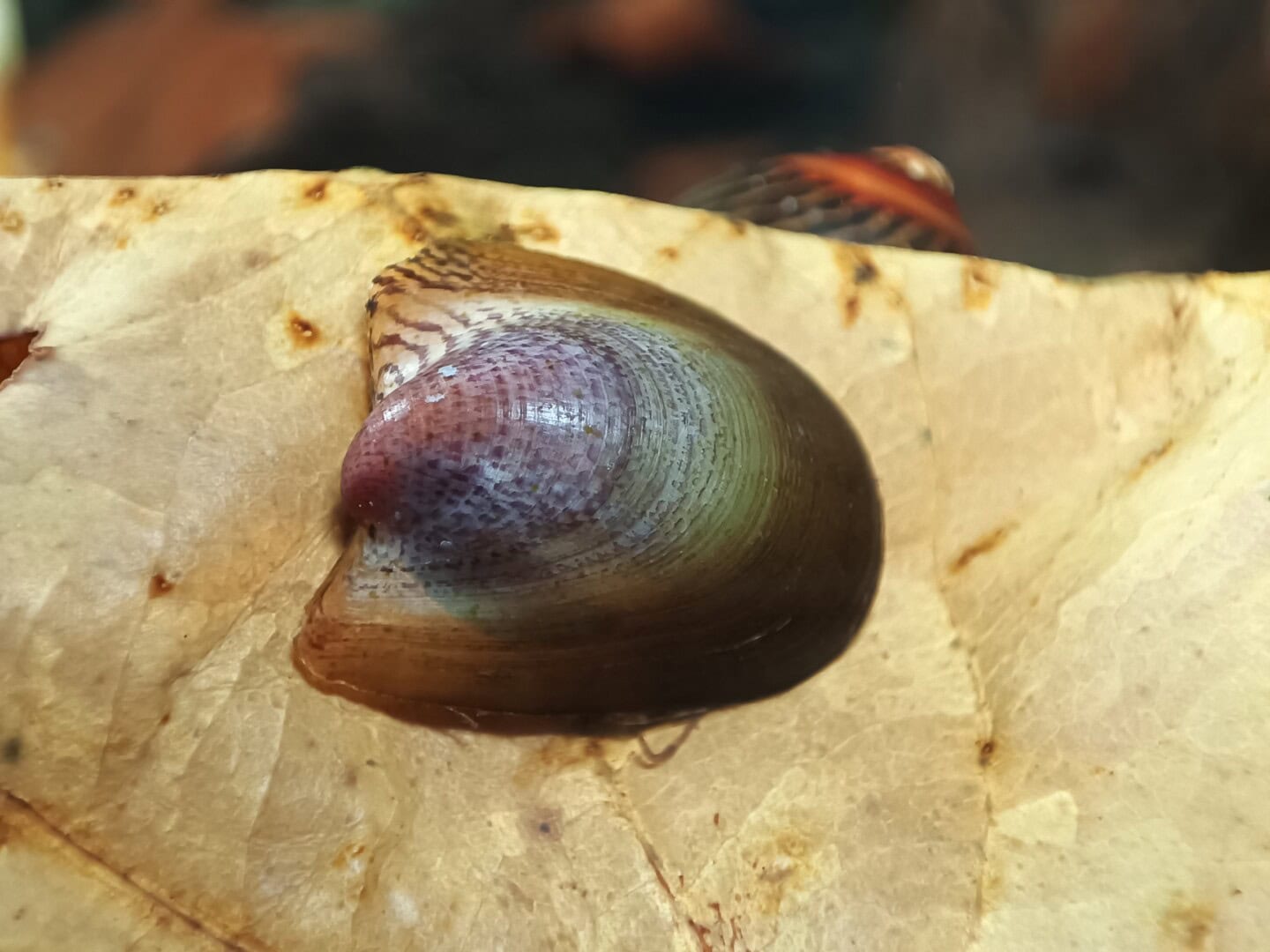 CAR2026 02 200 Batmanschnecke 04 Die wie ein Spoiler wirkenden Gehäusefortsätze helfen der Schnecke, in schnell strömendem Wasser ihre Position zu halten. Foto: Daniel Birnbaum