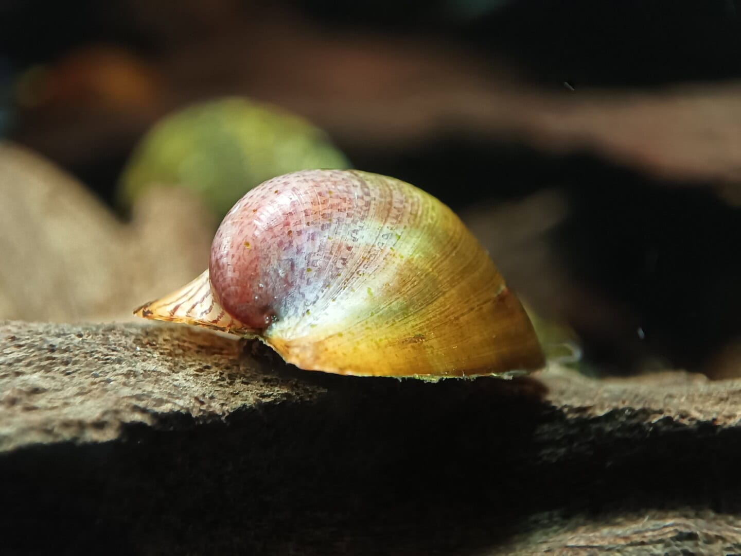 CAR2026 02 200 Batmanschnecke 06 Ideal ist die Schnecke als Beibesatz in einem Strömungsbecken, beispielsweise mit Fächergarnelen. Foto: Daniel Birnbaum