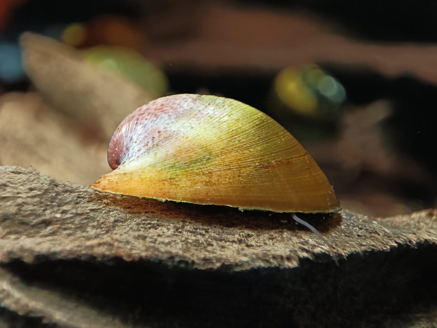 CAR2026 02 200 Batmanschnecke 08 Ihr tief herabgezogenes Gehäuse schützt die Schnecke vor allzu neugierigen Mitbewohnern. Foto: Daniel Birnbaum