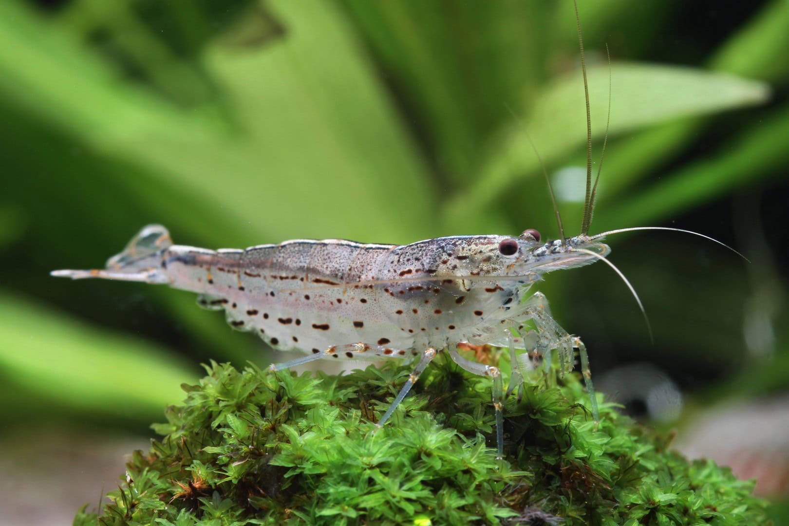 Caridina multidentata Caridina multidentata - Amanogarnele