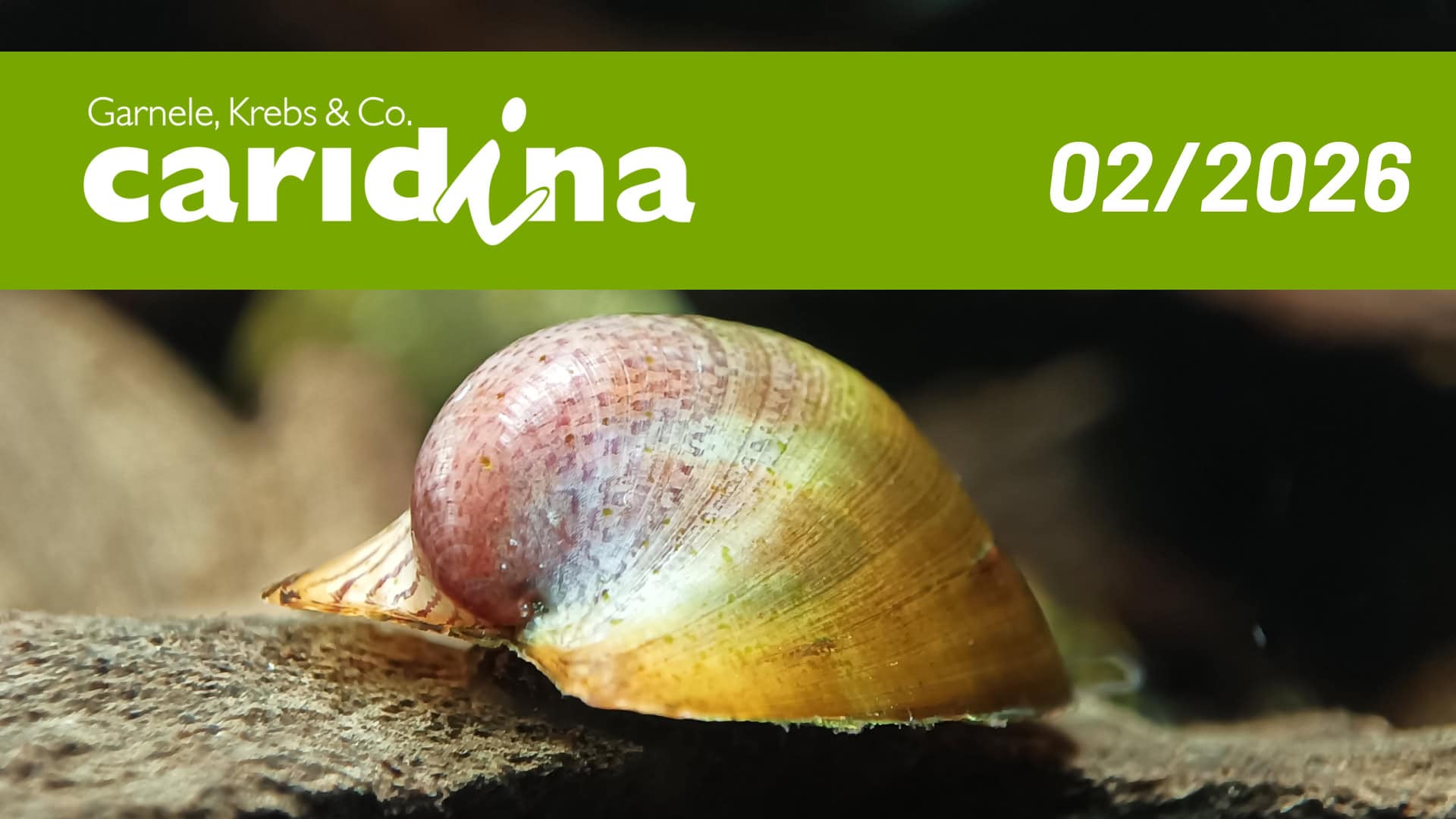 Dähne Verlag - Caridina 2026/2