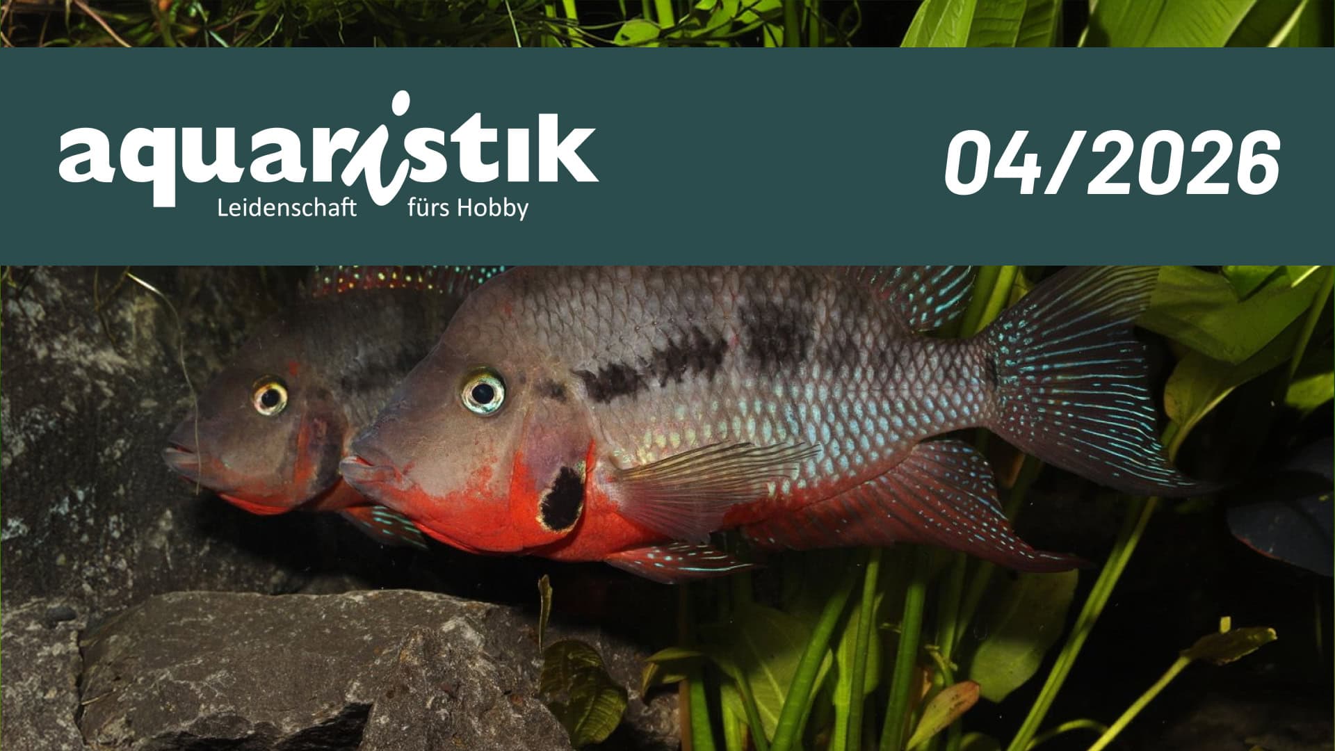 Faszination Aquaristik: Fressnapf XXL in Osnabrück