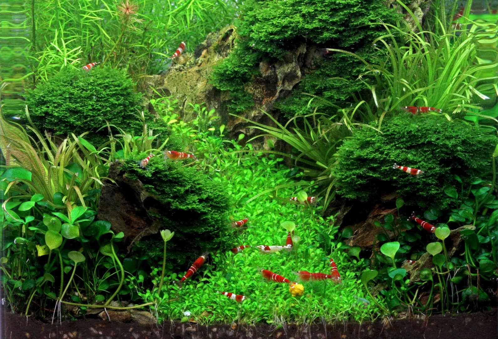 Garnelenaquarium 2 1 Garnelenaquarium