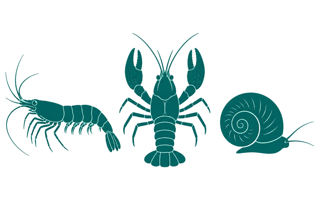 Zeichnung von Garnele, Krebs und Schnecke als Symbol für Wirbellose im Aquarium.