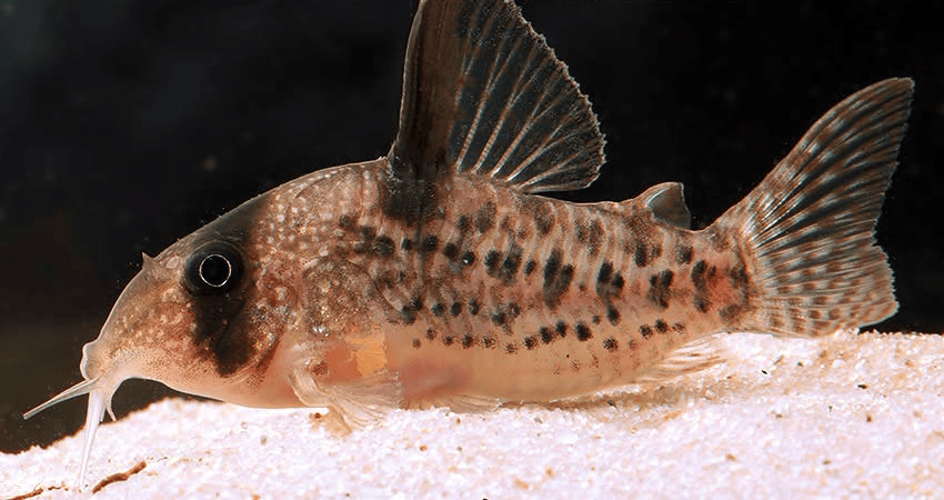 Hoplisoma noxium