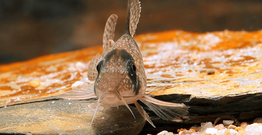Hoplisoma noxium