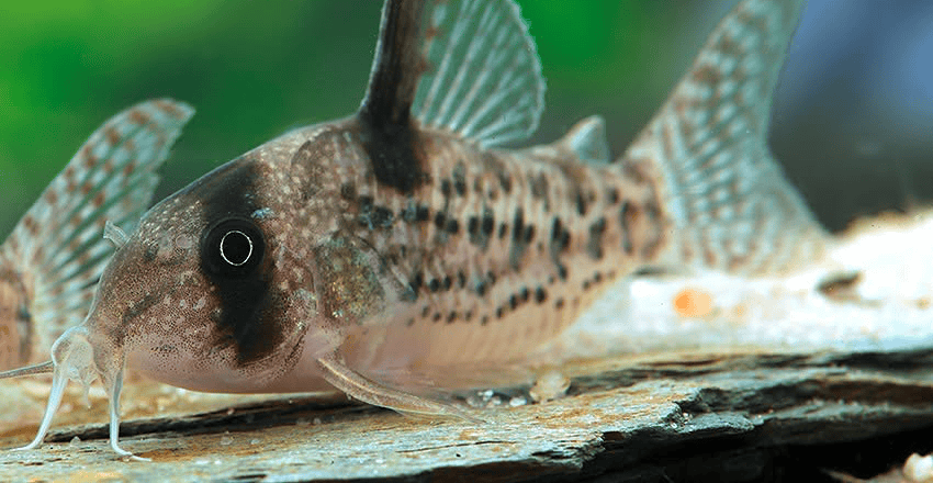 Hoplisoma noxium