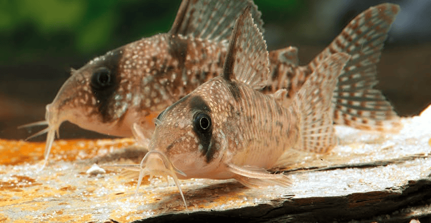 Hoplisoma noxium