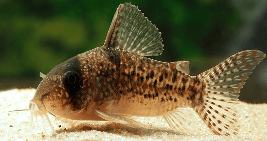 Hoplisoma noxium