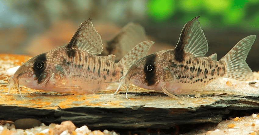 Hoplisoma noxium