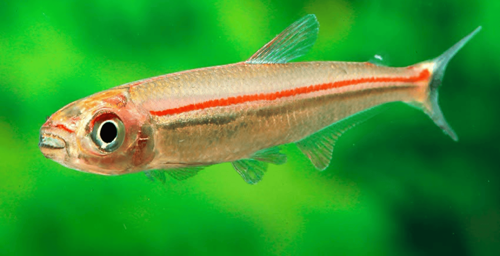 Iguanodectes geisleri