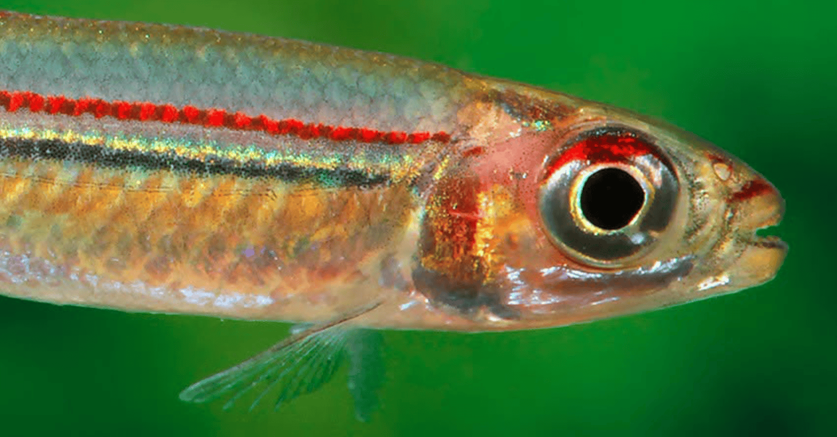 Iguanodectes geisleri