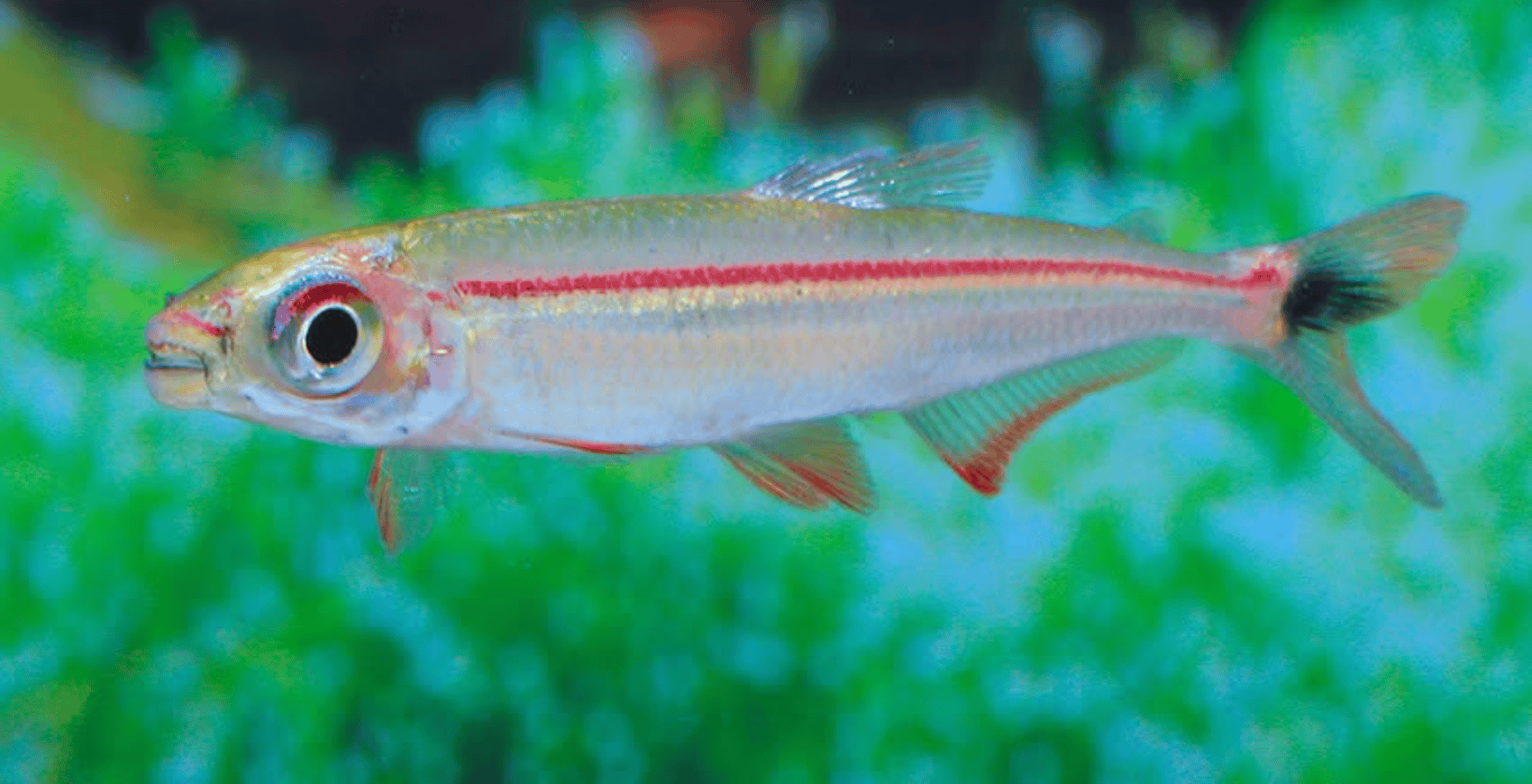 Iguanodectes geisleri