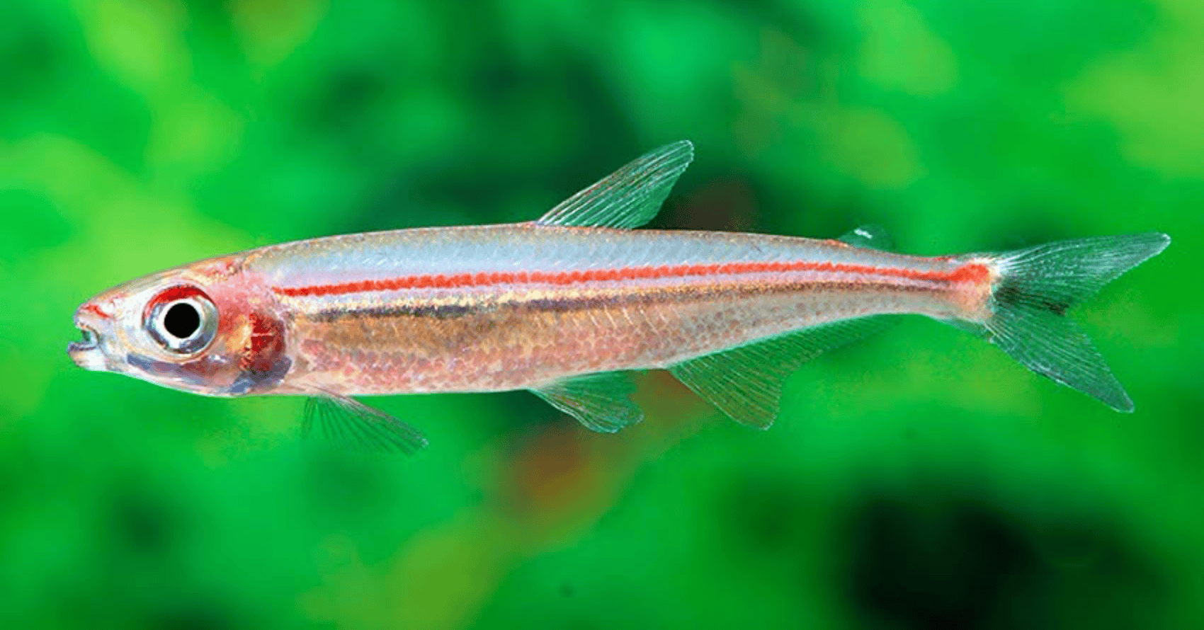 Iguanodectes geisleri