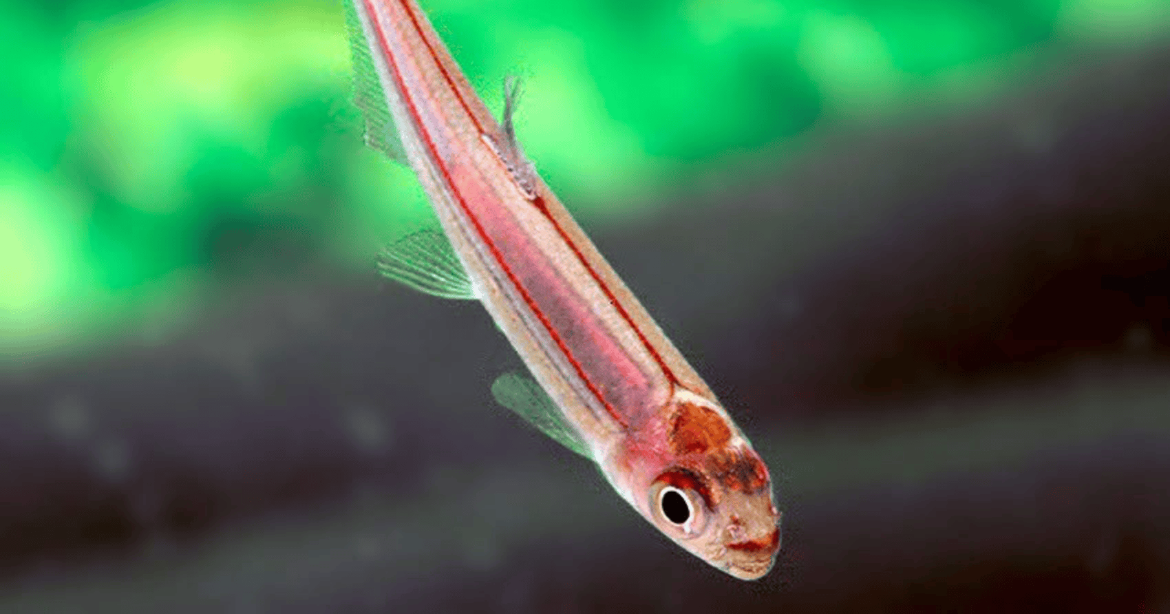 Iguanodectes geisleri