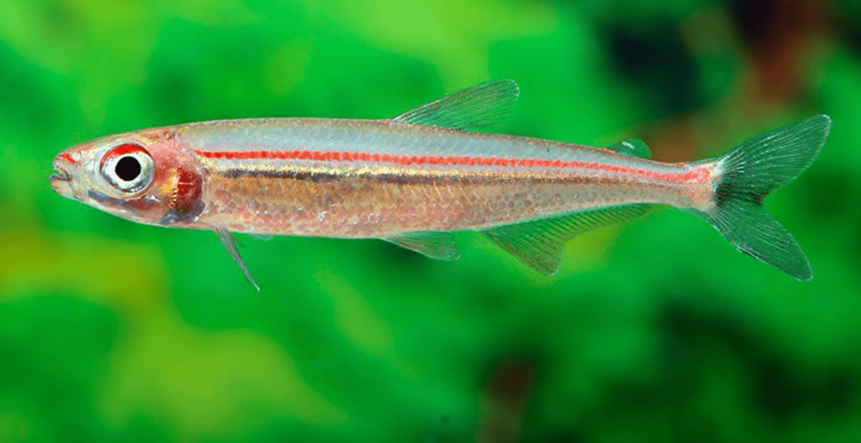 Iguanodectes geisleri