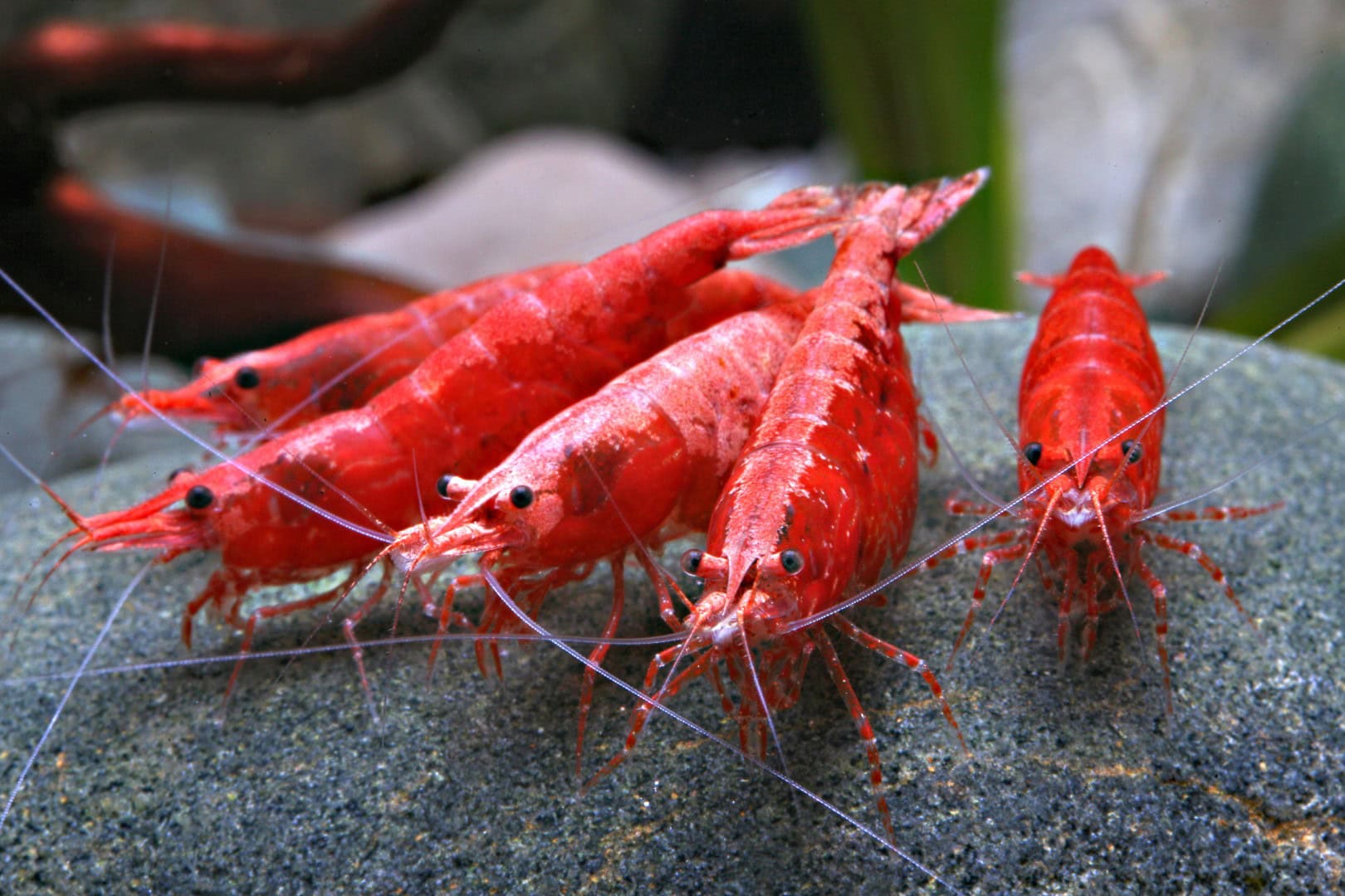 Neocaridina Red Sakura Neocaridina Red Sakura