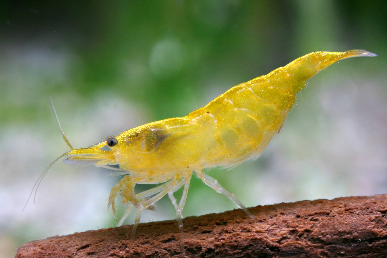 Neocaridina heteropoda yellow Fire Neocaridina heteropoda yellow Fire