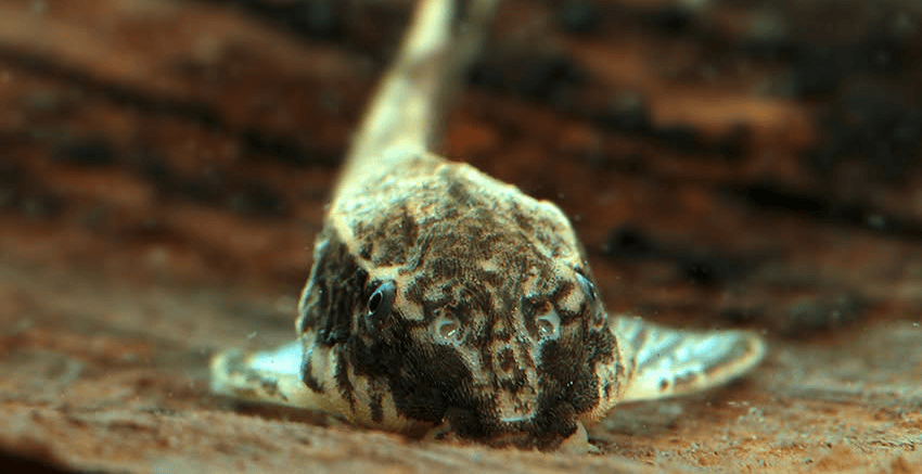 Pseudotothyris obtusa