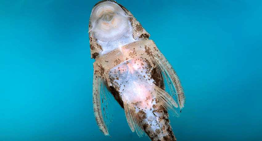 Pseudotothyris obtusa