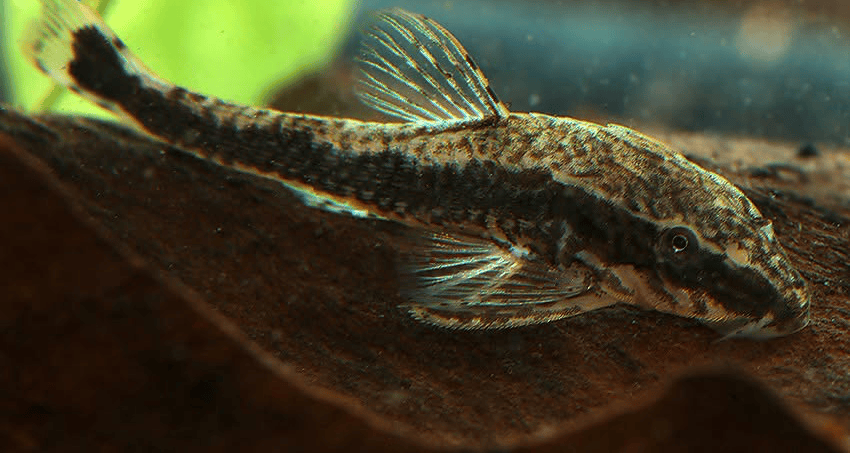 Pseudotothyris obtusa