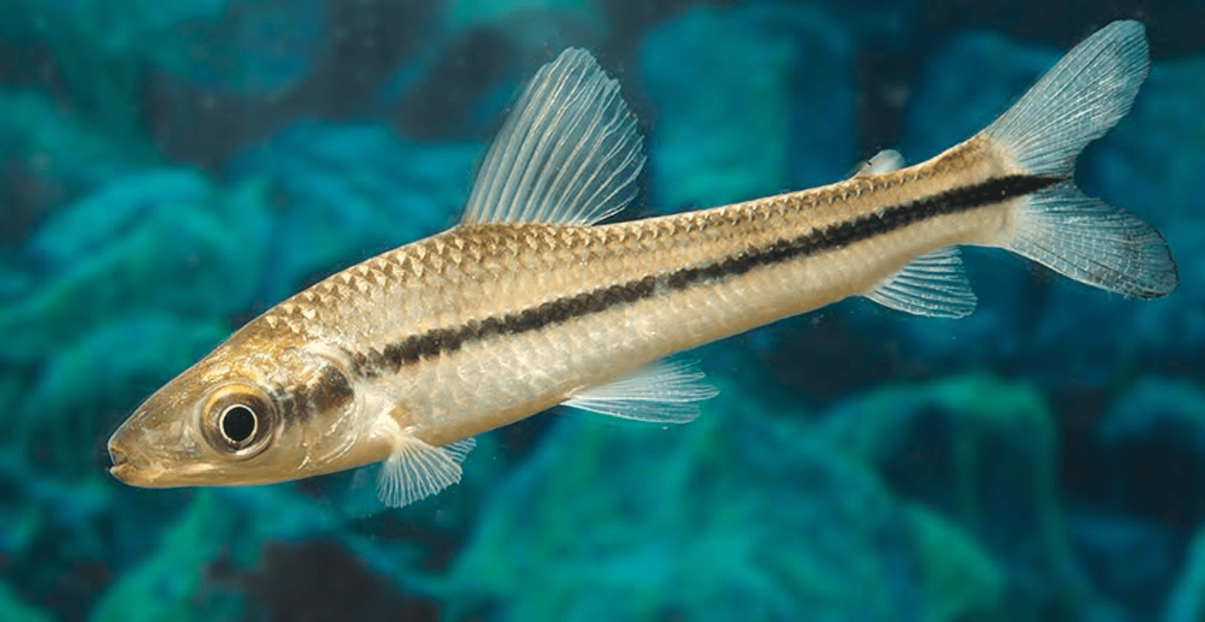 Schizodon scotorhabdotus