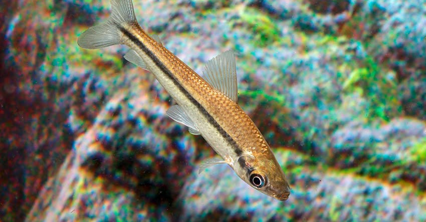 Schizodon scotorhabdotus