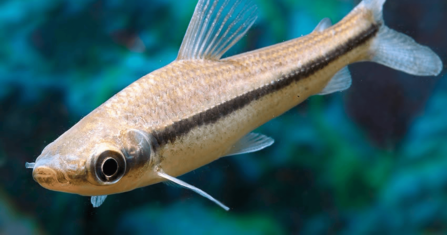 Schizodon scotorhabdotus