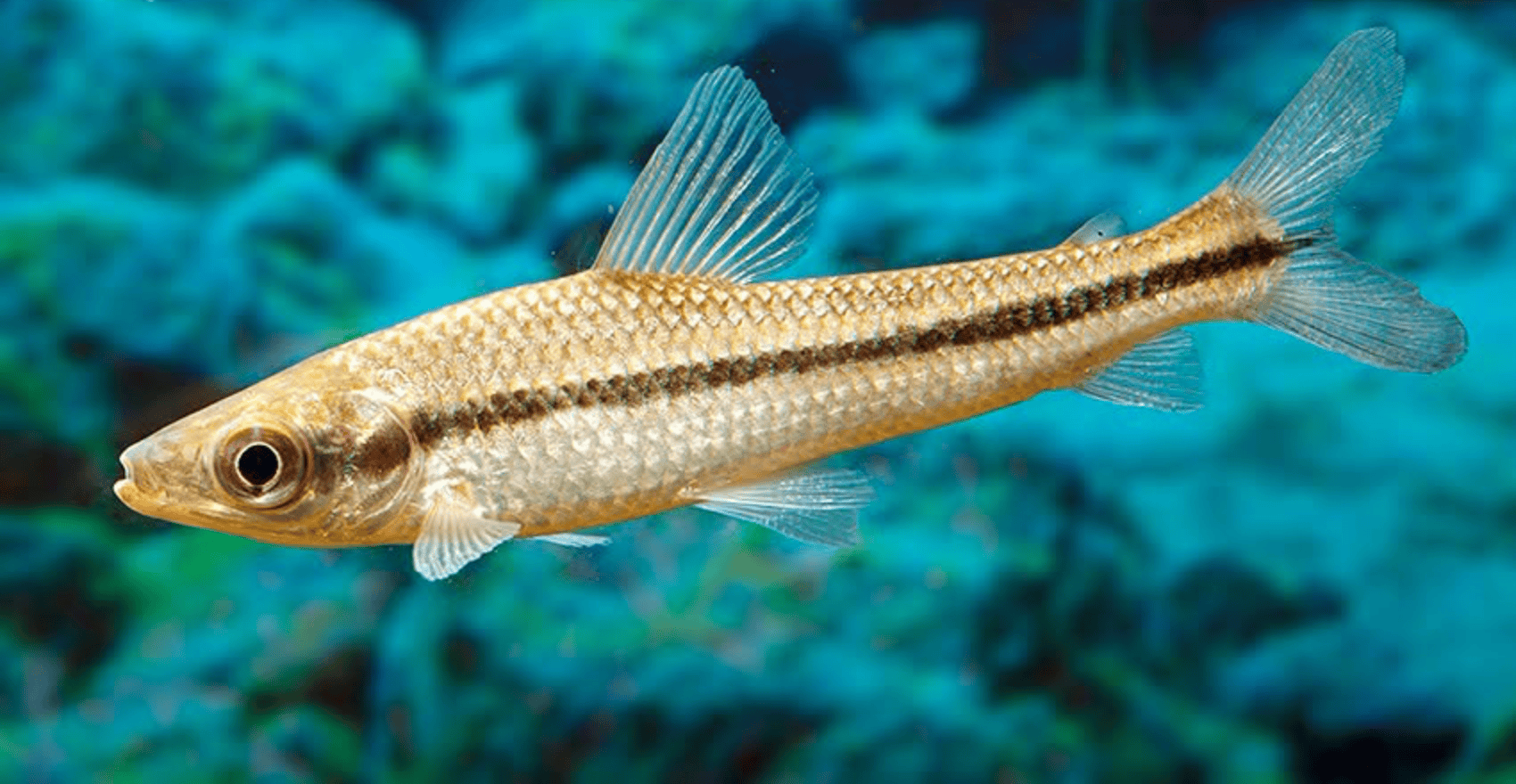 Schizodon scotorhabdotus