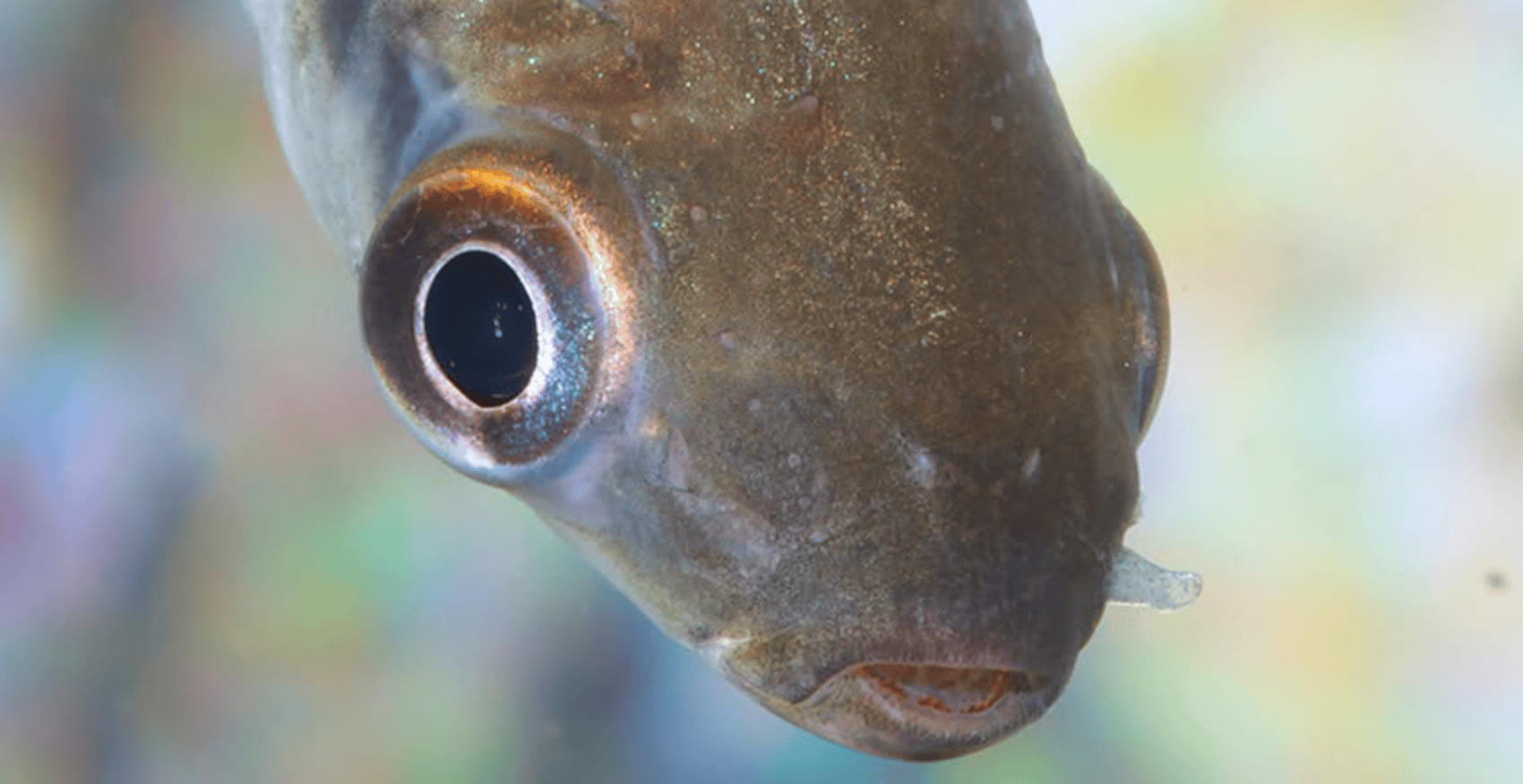 Schizodon scotorhabdotus