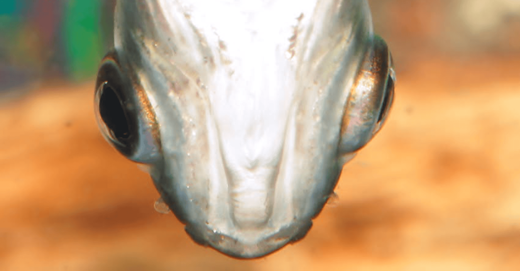 Schizodon scotorhabdotus