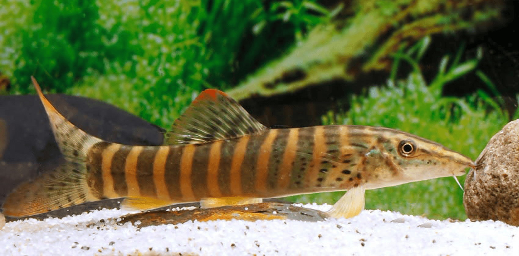 Syncrossus berdmorei