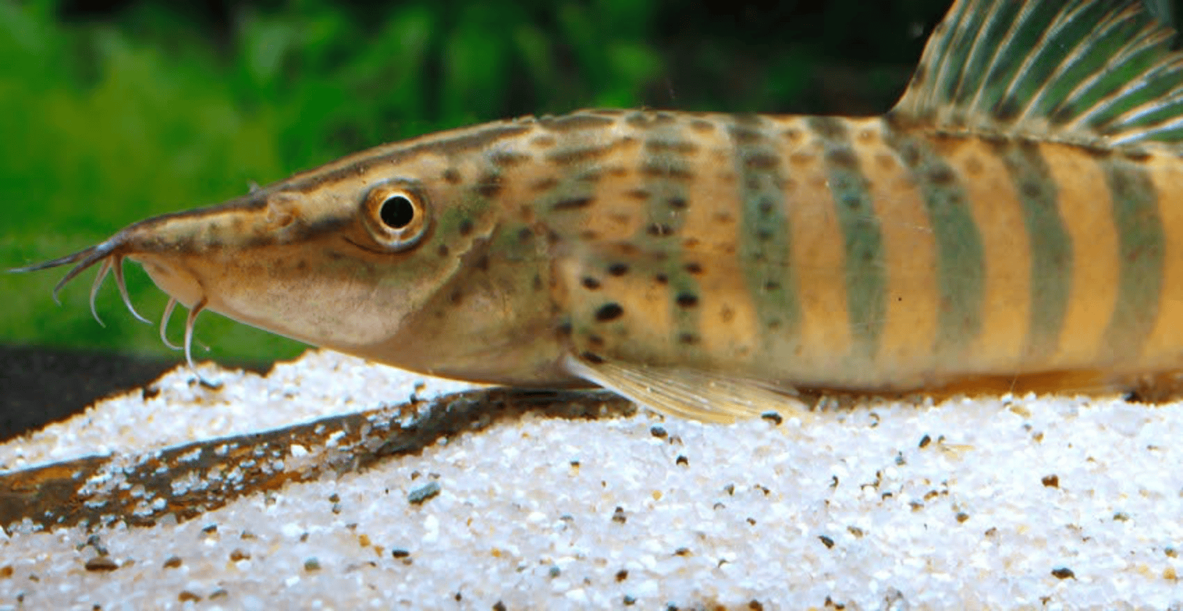 Syncrossus berdmorei
