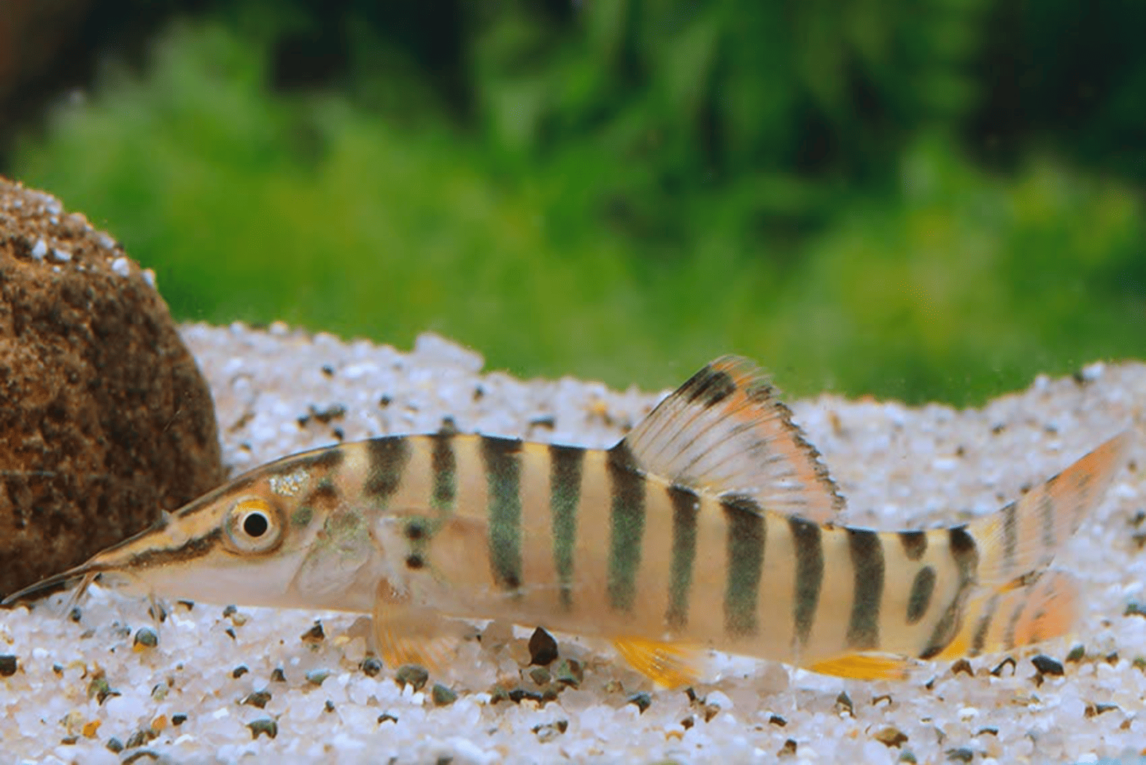 Syncrossus berdmorei