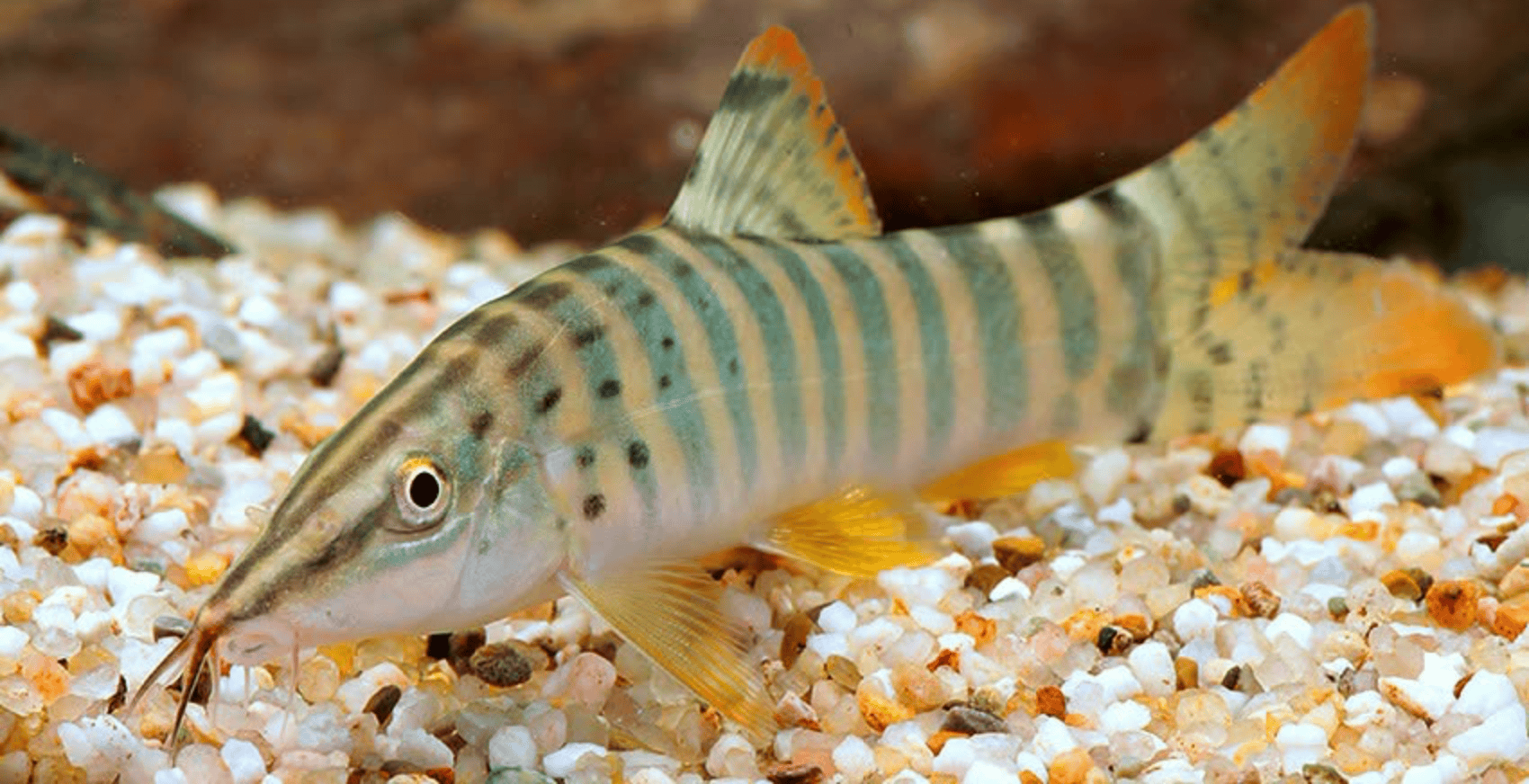Syncrossus berdmorei