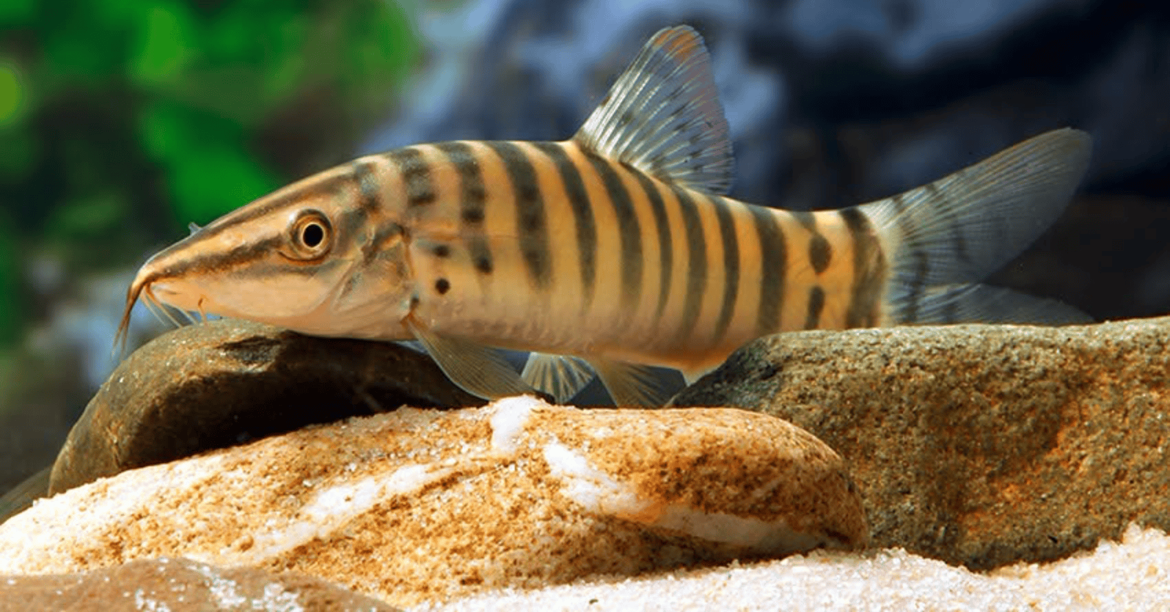 Syncrossus berdmorei