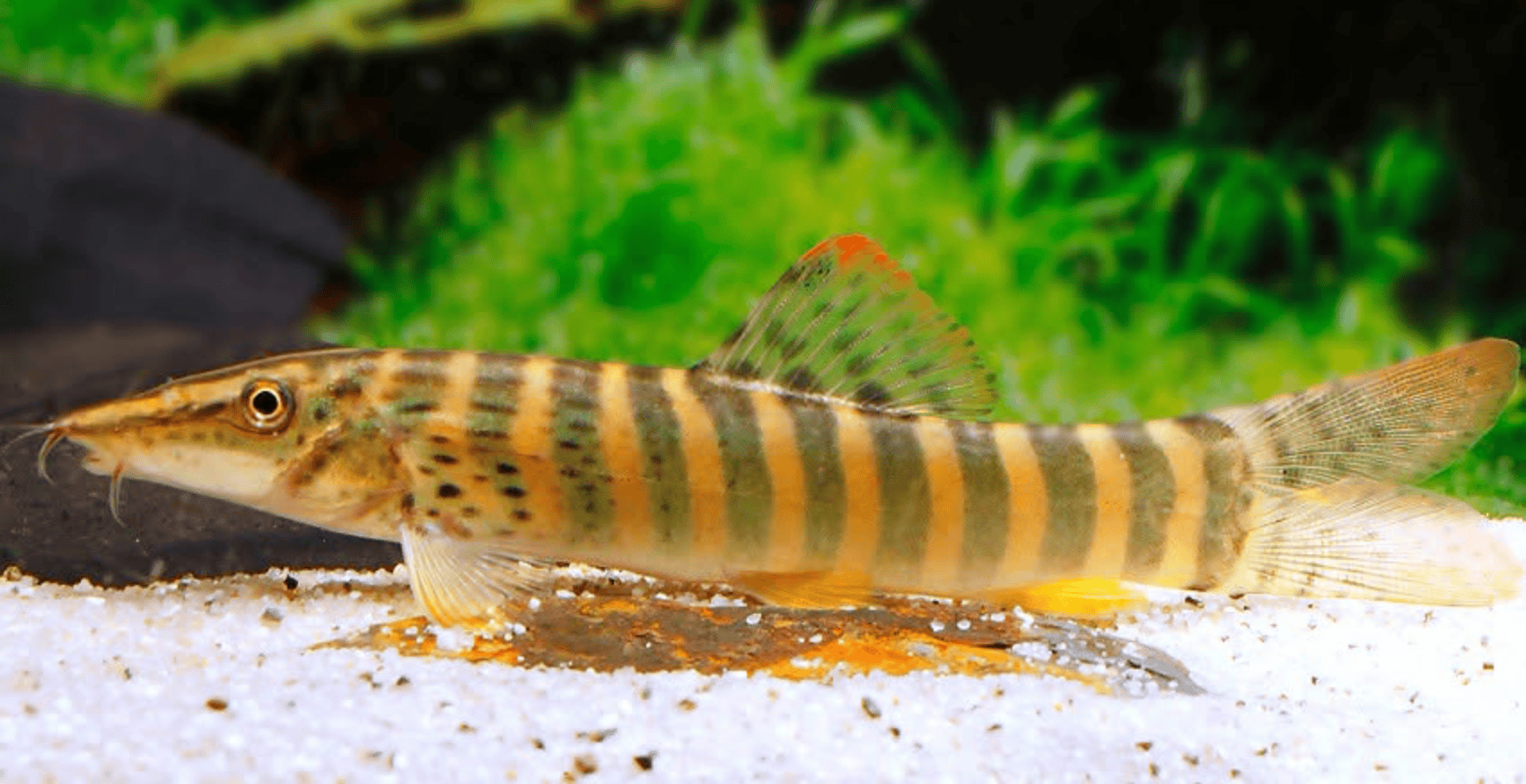 Syncrossus berdmorei
