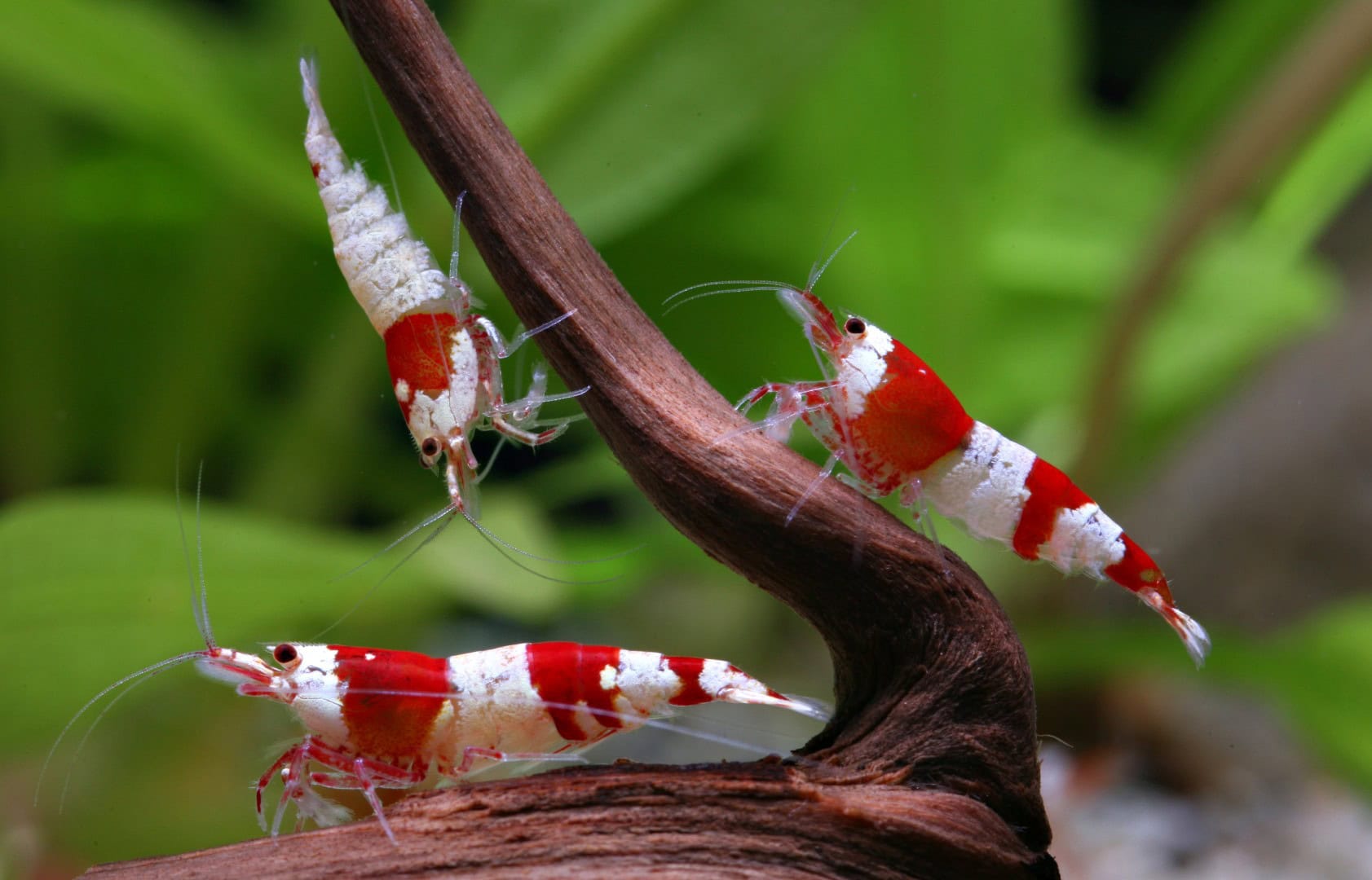 Trio Red Bee Shrimp Trio Red Bee Shrimp
