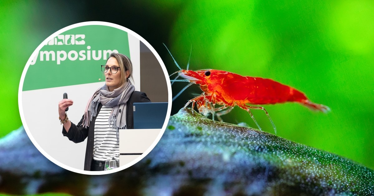 Empfinden Fische Schmerz? Fachsymposium zu Tierwohl und Gesundheit aquatischer Heimtiere