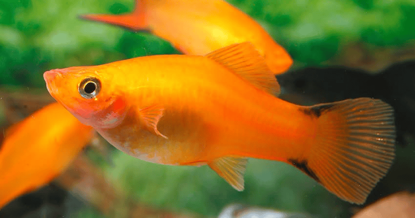 Xiphophorus hellerii Marigold