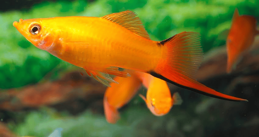 Xiphophorus hellerii Marigold