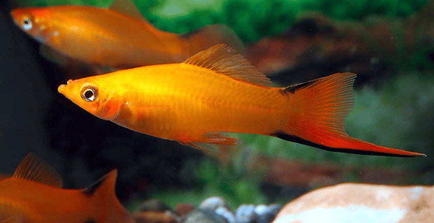 Xiphophorus hellerii Marigold