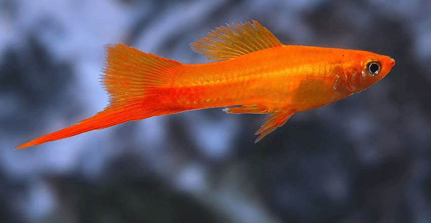 Xiphophorus hellerii Marigold