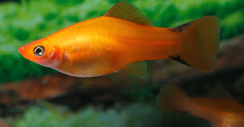 Xiphophorus hellerii Marigold